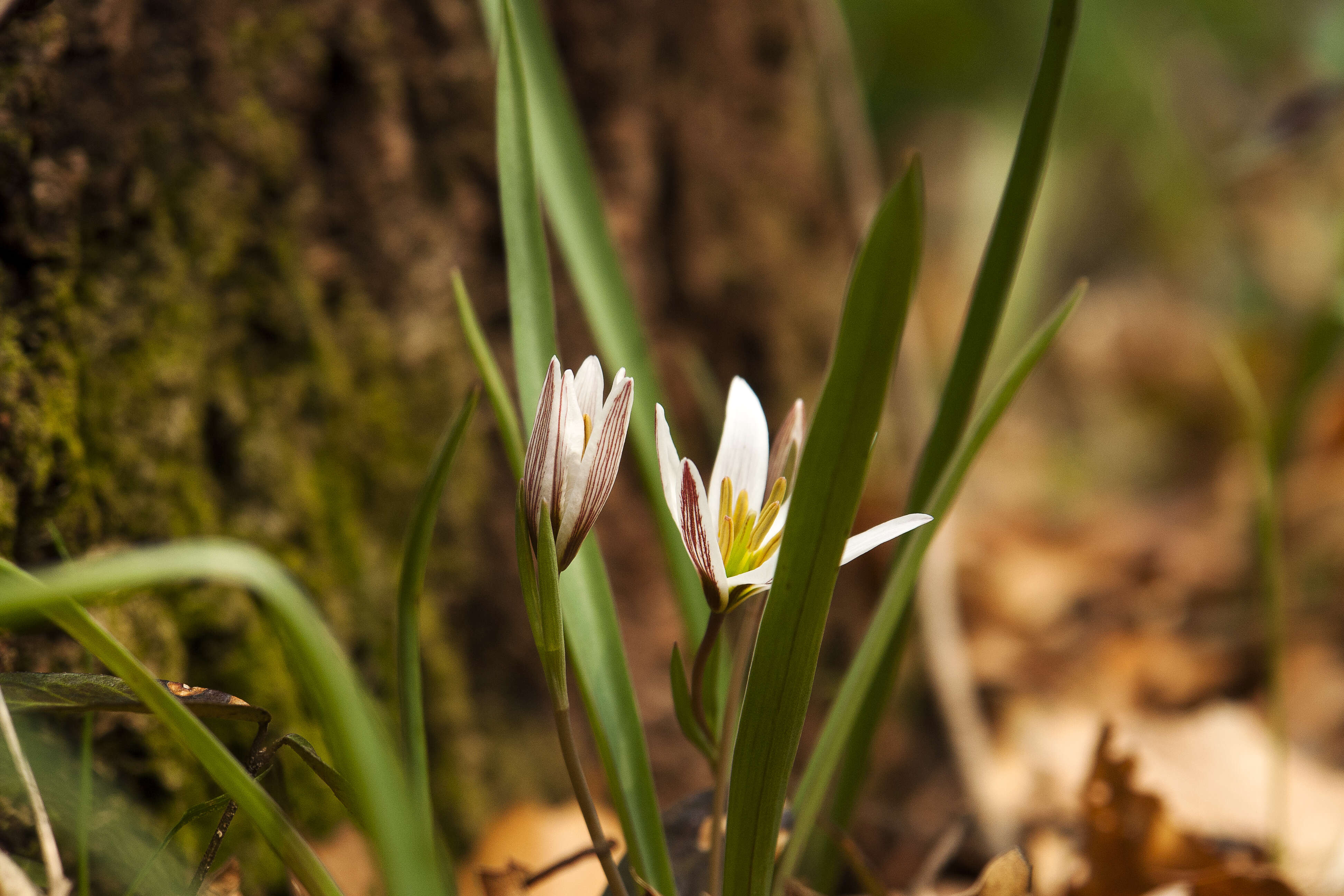 Imagem de Amana edulis (Miq.) Honda