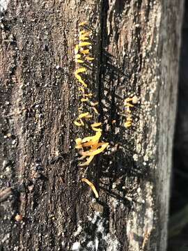 Image of Calocera (Fr.) Fr.