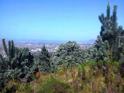 Imagem de Leucadendron argenteum (L.) R. Br.