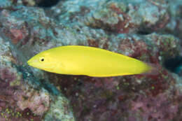 Image of Canary wrasse