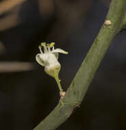 صورة Colletia hystrix Clos