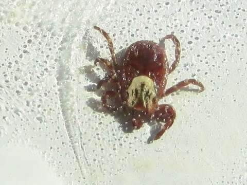 Image of American dog tick