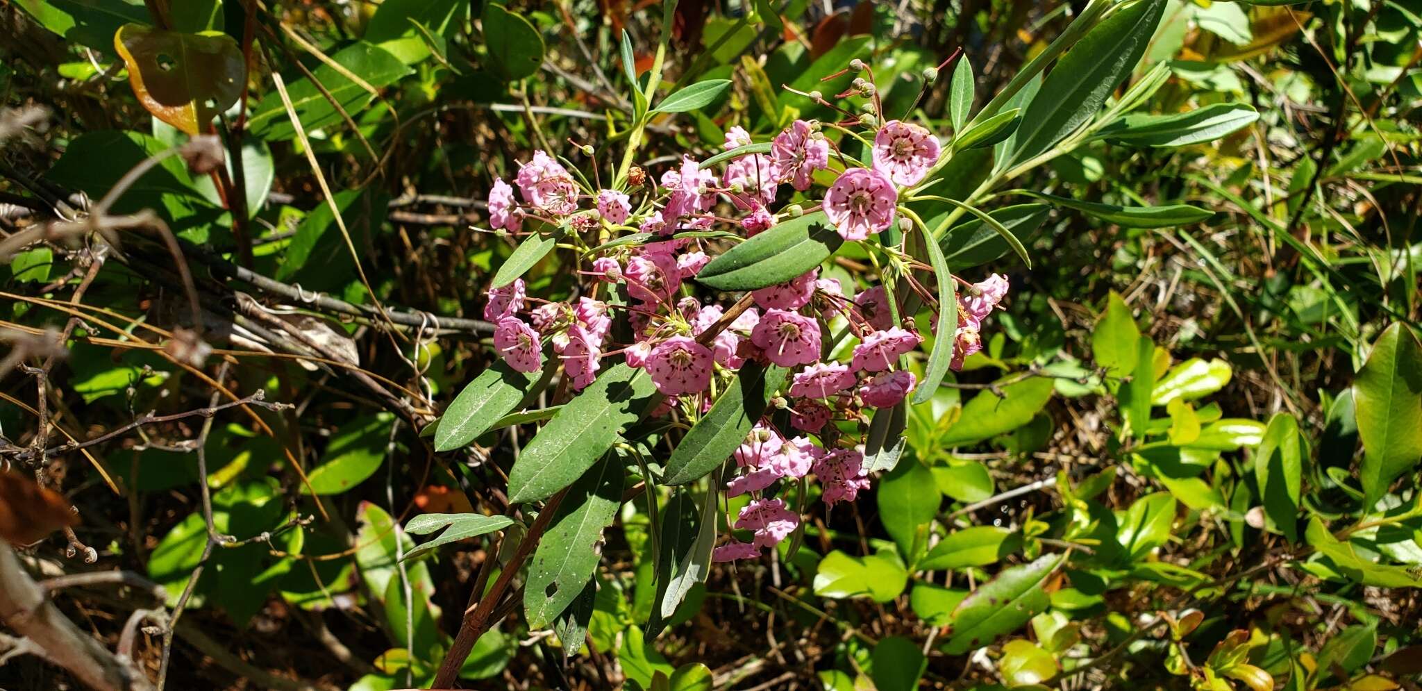 Kalmia angustifolia subsp. carolina (Small) A. Haines的圖片