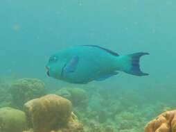 Image of Captain Parrotfish