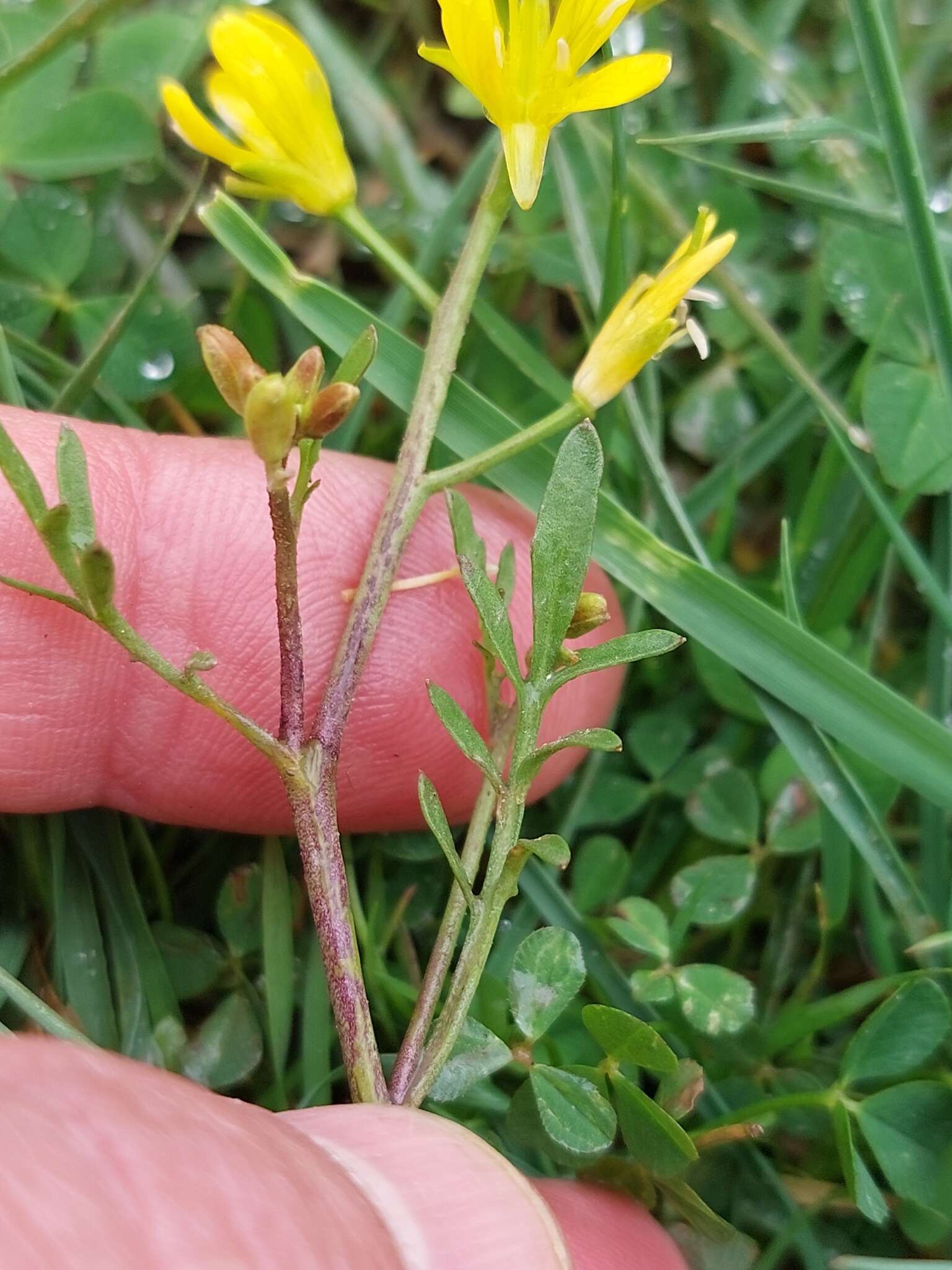 Image de Sisymbrella aspera (L.) Spach