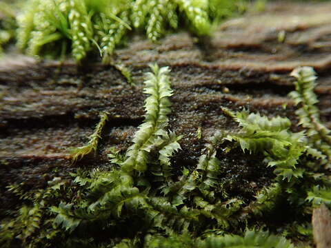 Image of Bifid Crestwort