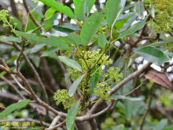 Imagem de Daphniphyllum pentandrum Hayata