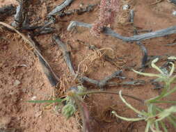 Image of Pelargonium undulatum (Andr.) Harv.