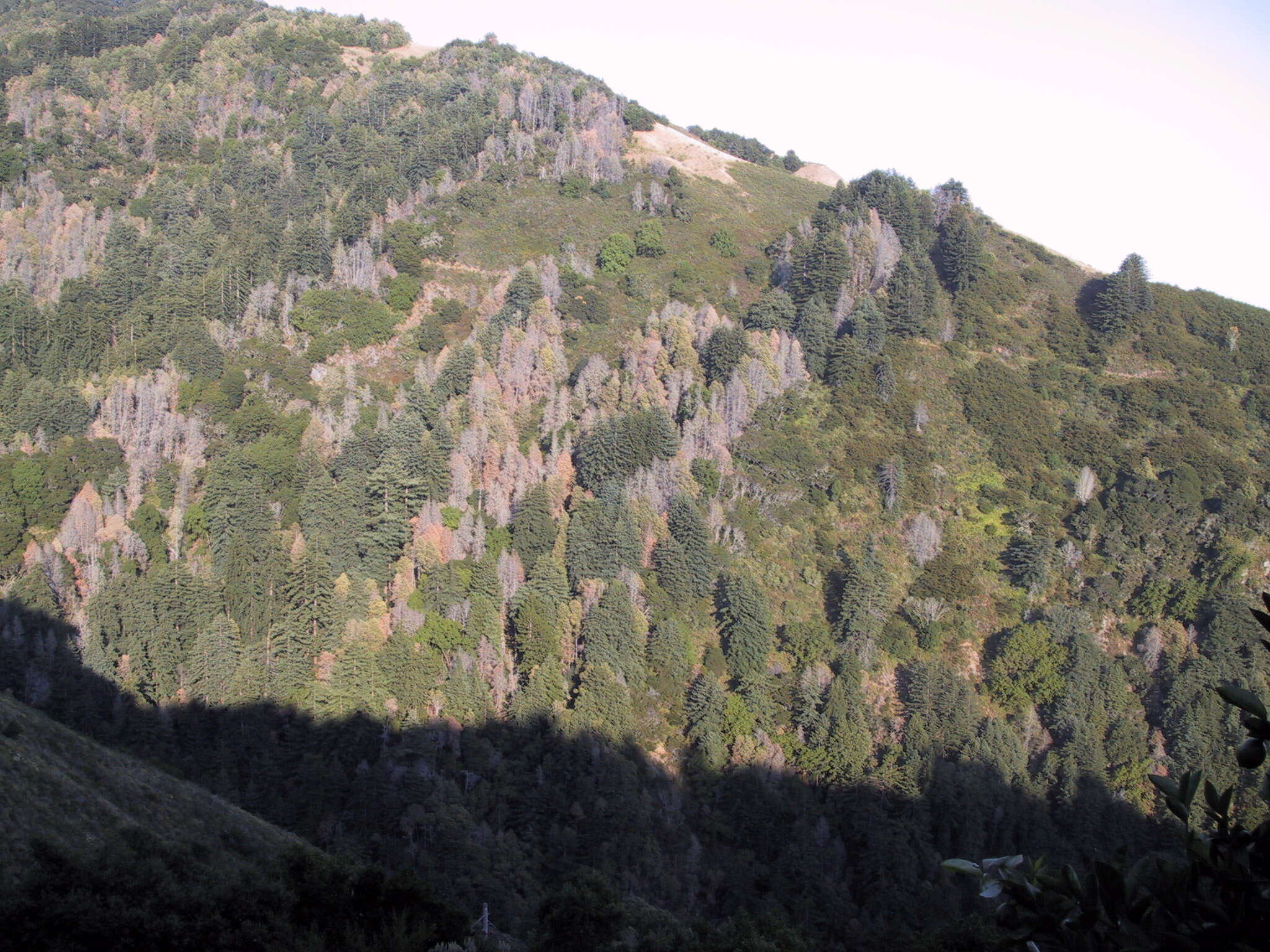 Image of Sudden oak death