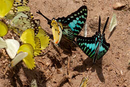 Image de Graphium policenes (Cramer (1775))