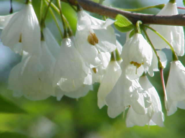 Image de Halesia carolina L.