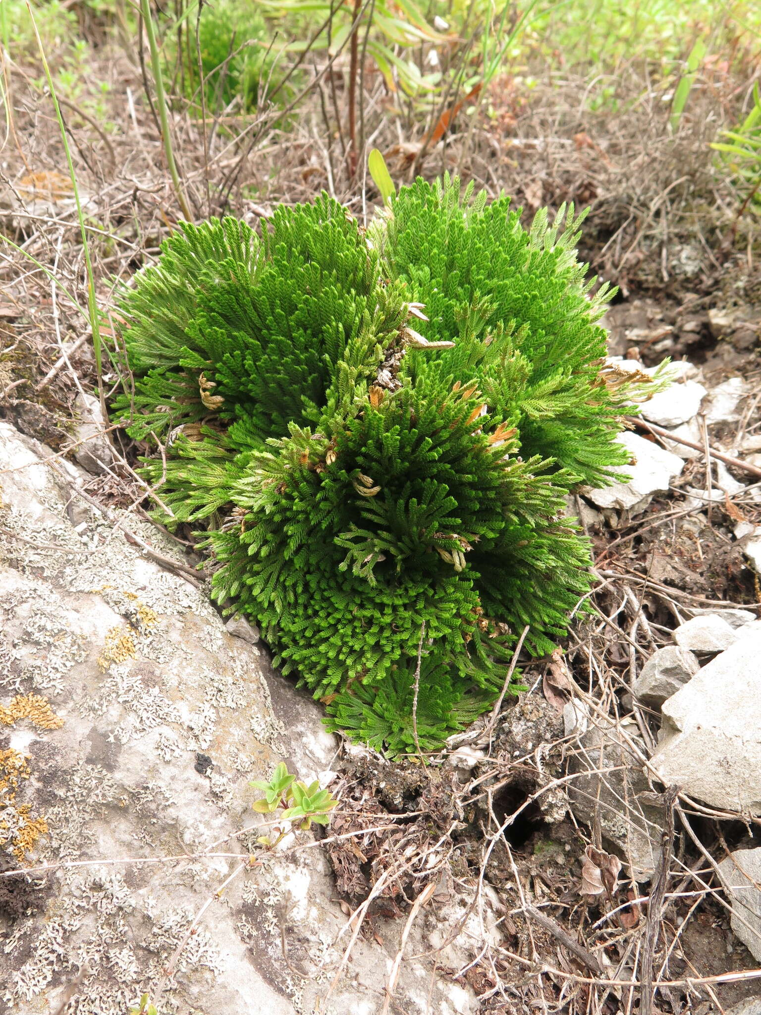 Selaginella tamariscina (Beauv.) Spring resmi