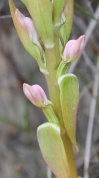 Image of Satyrium erectum Sw.