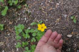 Image of high mountain cinquefoil