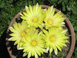 Image of Green-fruit Nipple Cactus