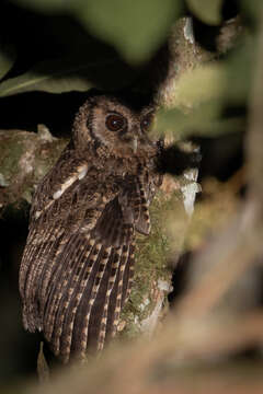 Image of Black-capped Screech Owl