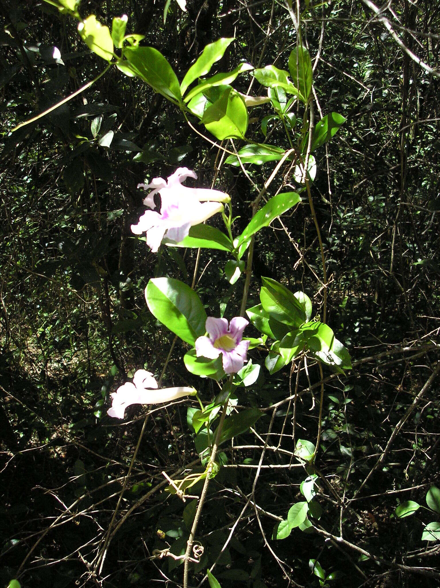 Image of Mauve bignonia