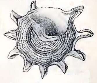 Image of Astralium stellare (Gmelin 1791)