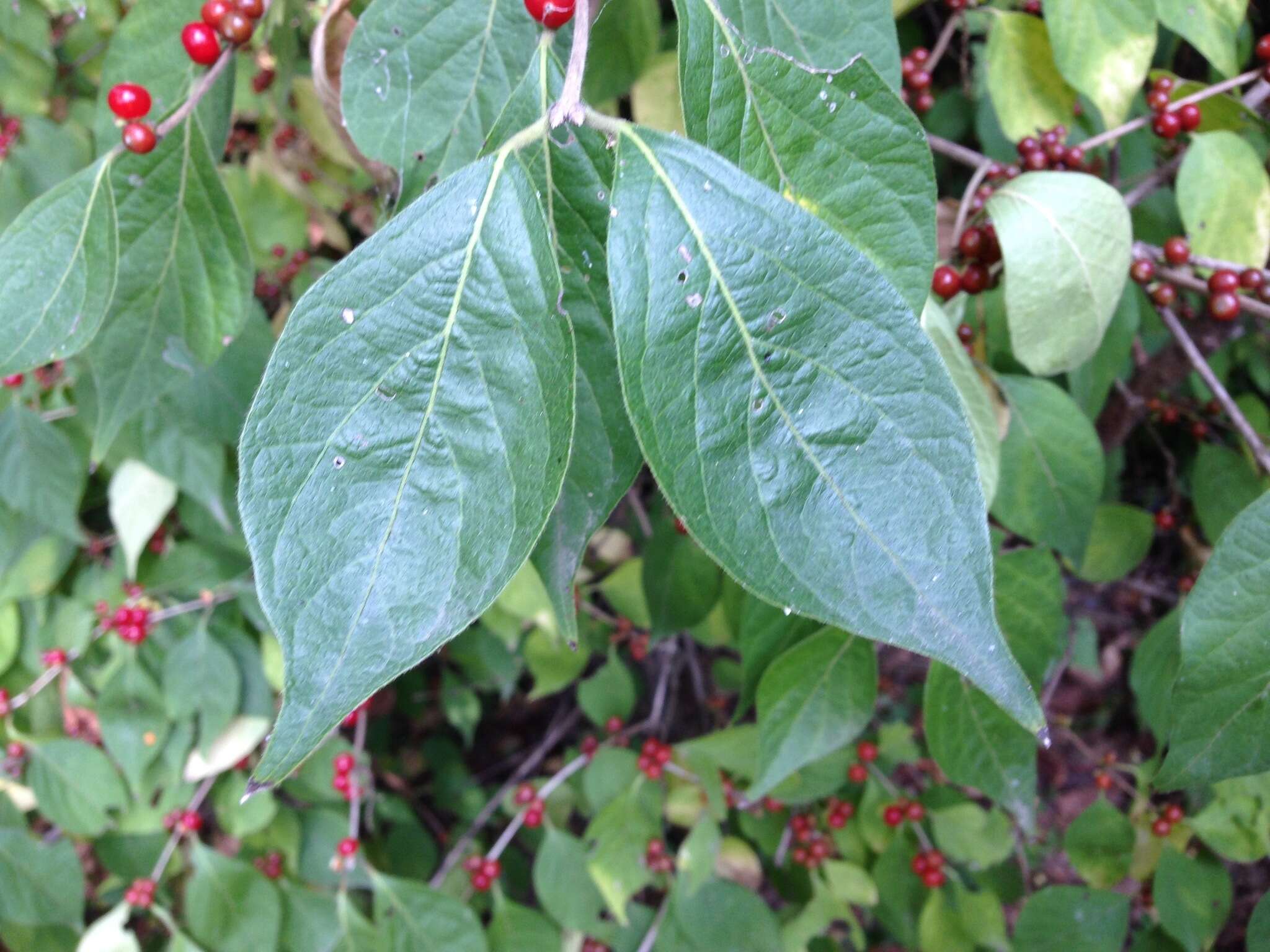 Image of Amur honeysuckle