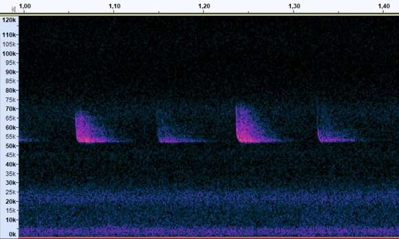 Image of soprano pipistrelle, pygmy pipistrelle