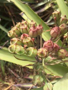 Image of Alstroemeria ligtu L.