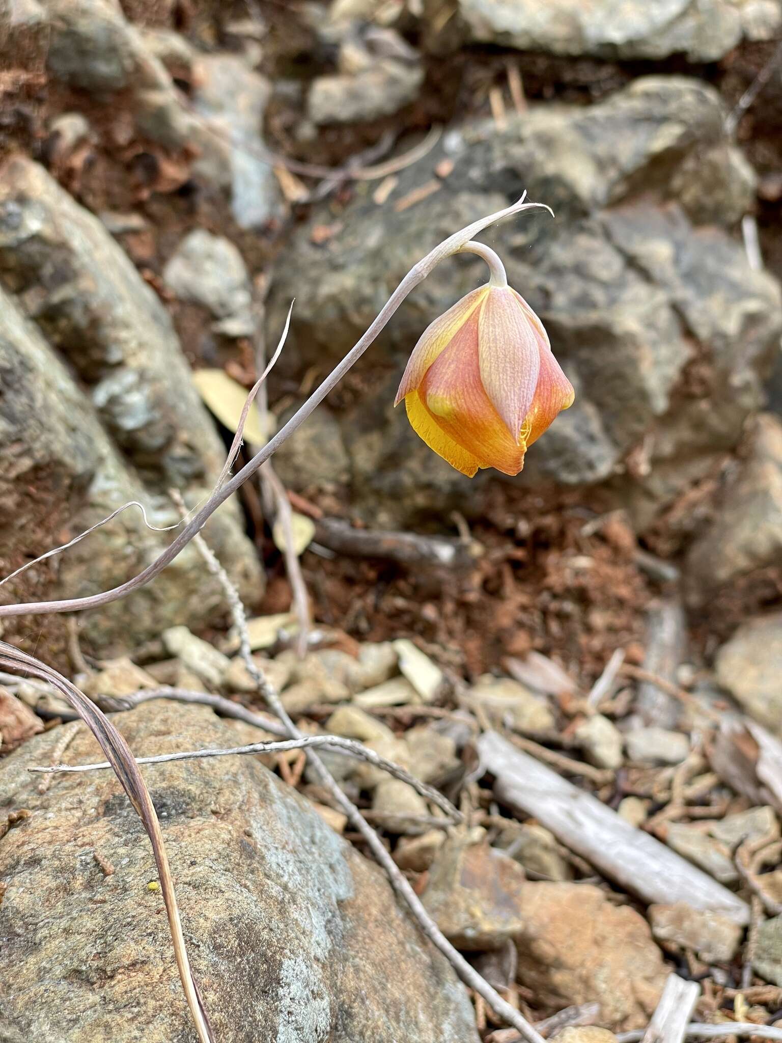 Calochortus raichei Farwig & V. Girard resmi