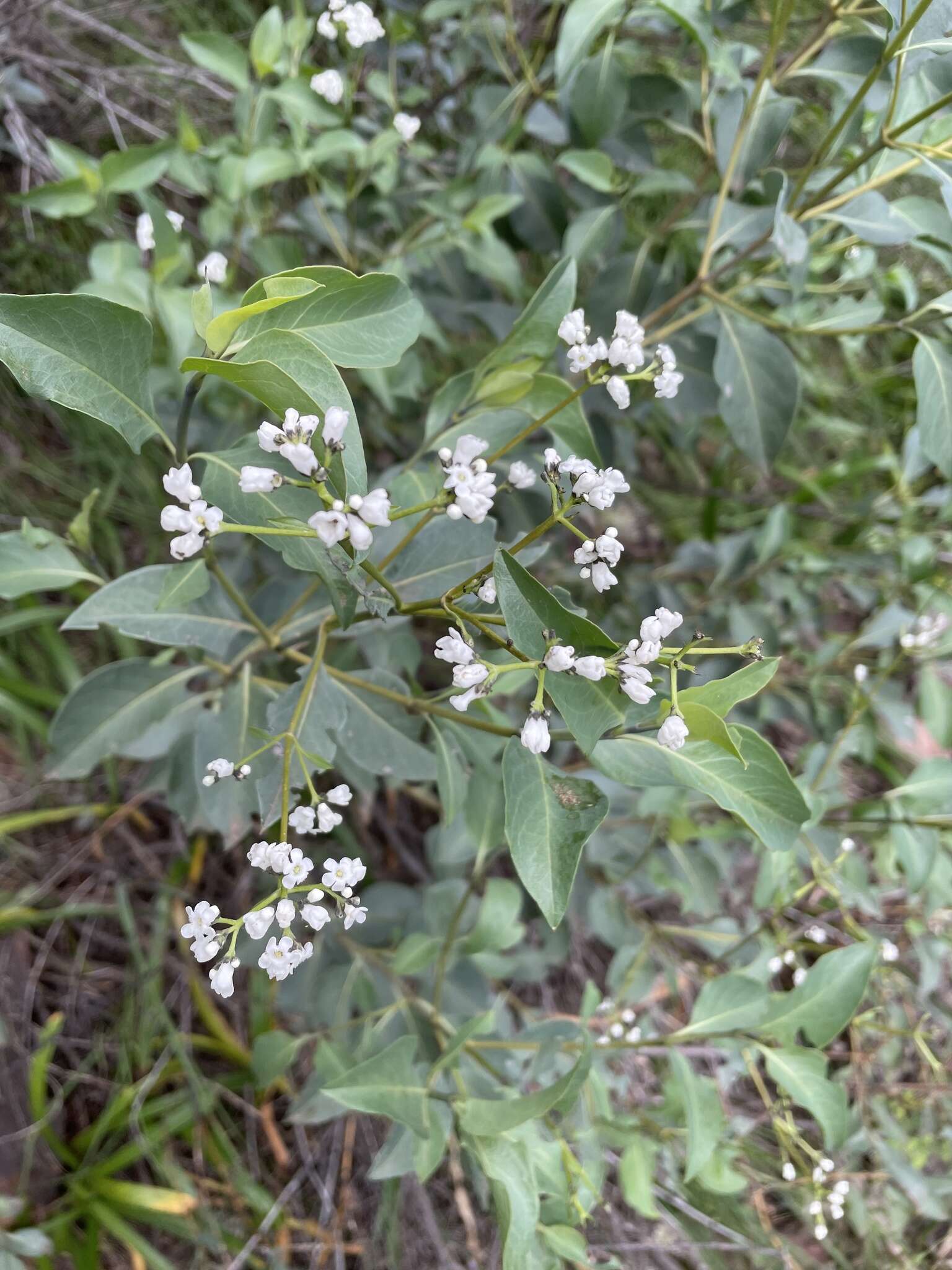 Image of Logania saxatilis G. Perry ex B. J. Conn