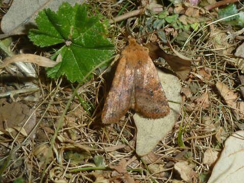 Image of dotted chestnut