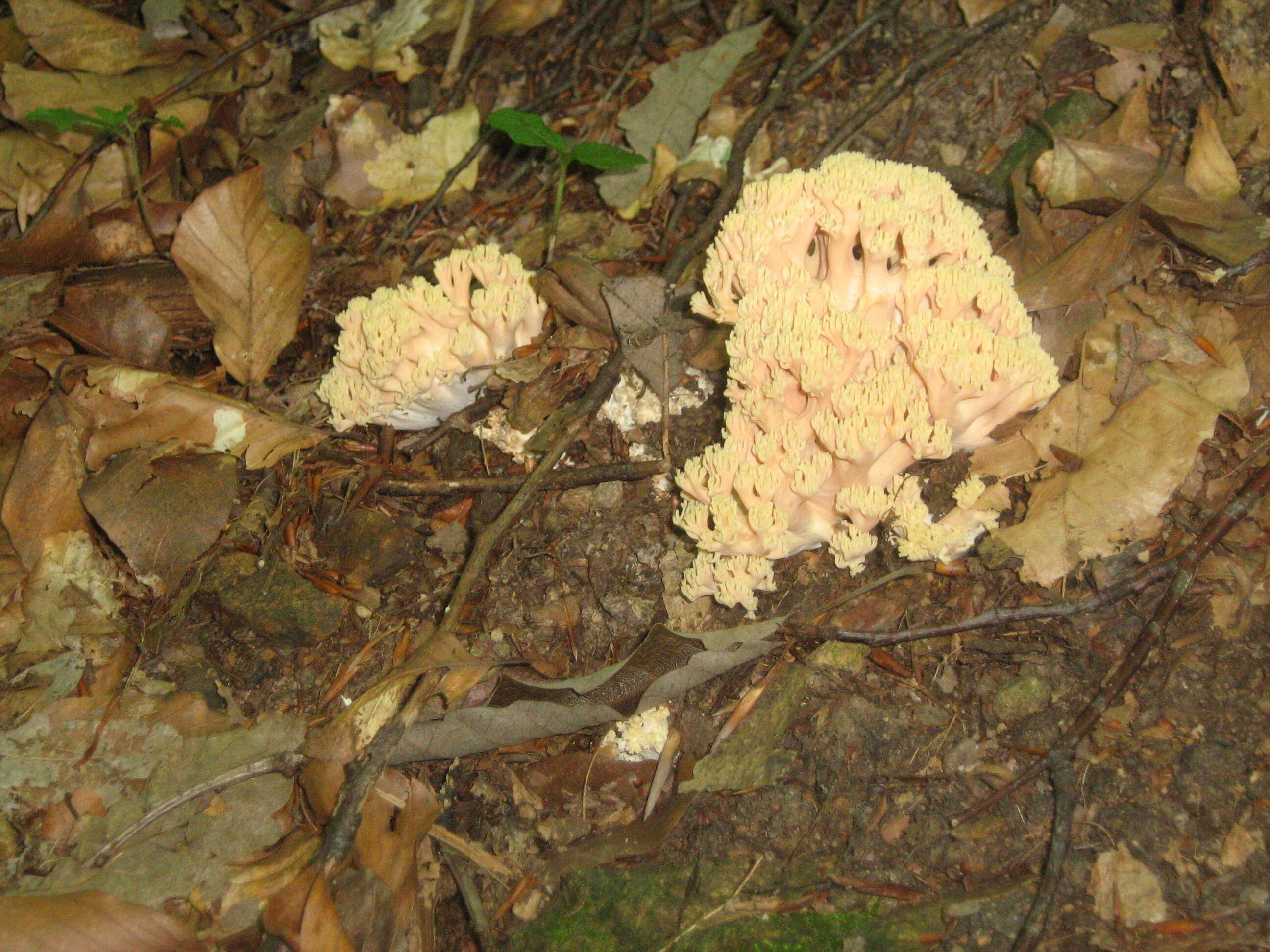 Ramaria flava (Schaeff.) Quél. 1888 resmi