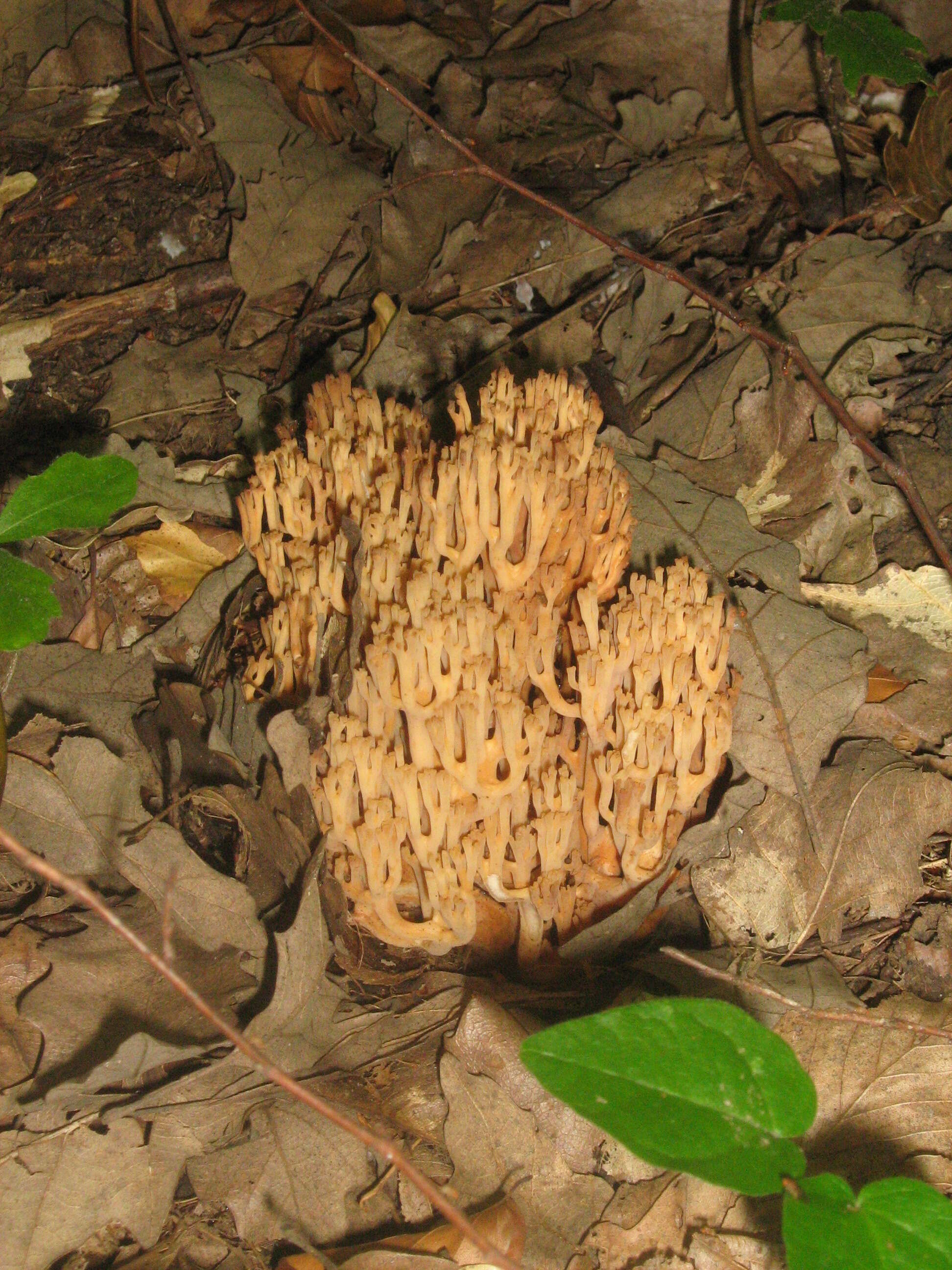 Image of Ramaria flava (Schaeff.) Quél. 1888