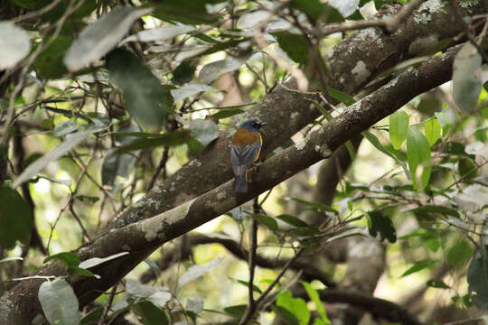 Image of Pogonocichla Cabanis 1847