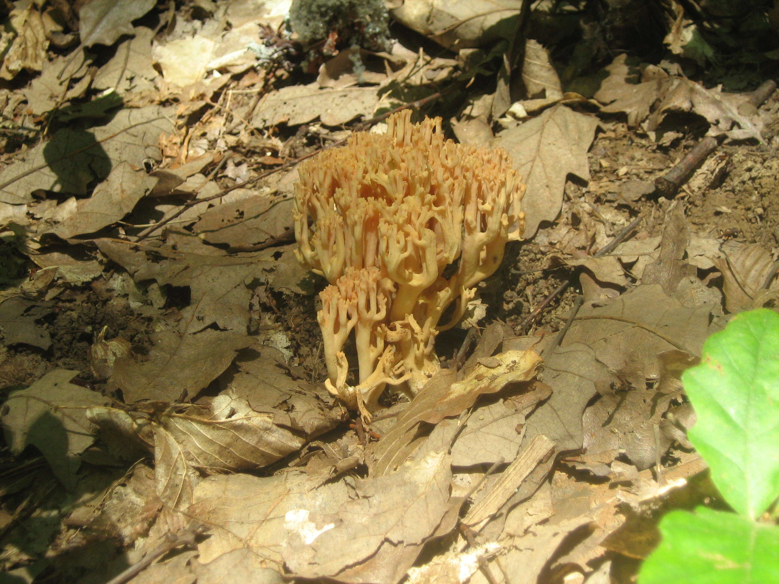 Ramaria flava (Schaeff.) Quél. 1888 resmi