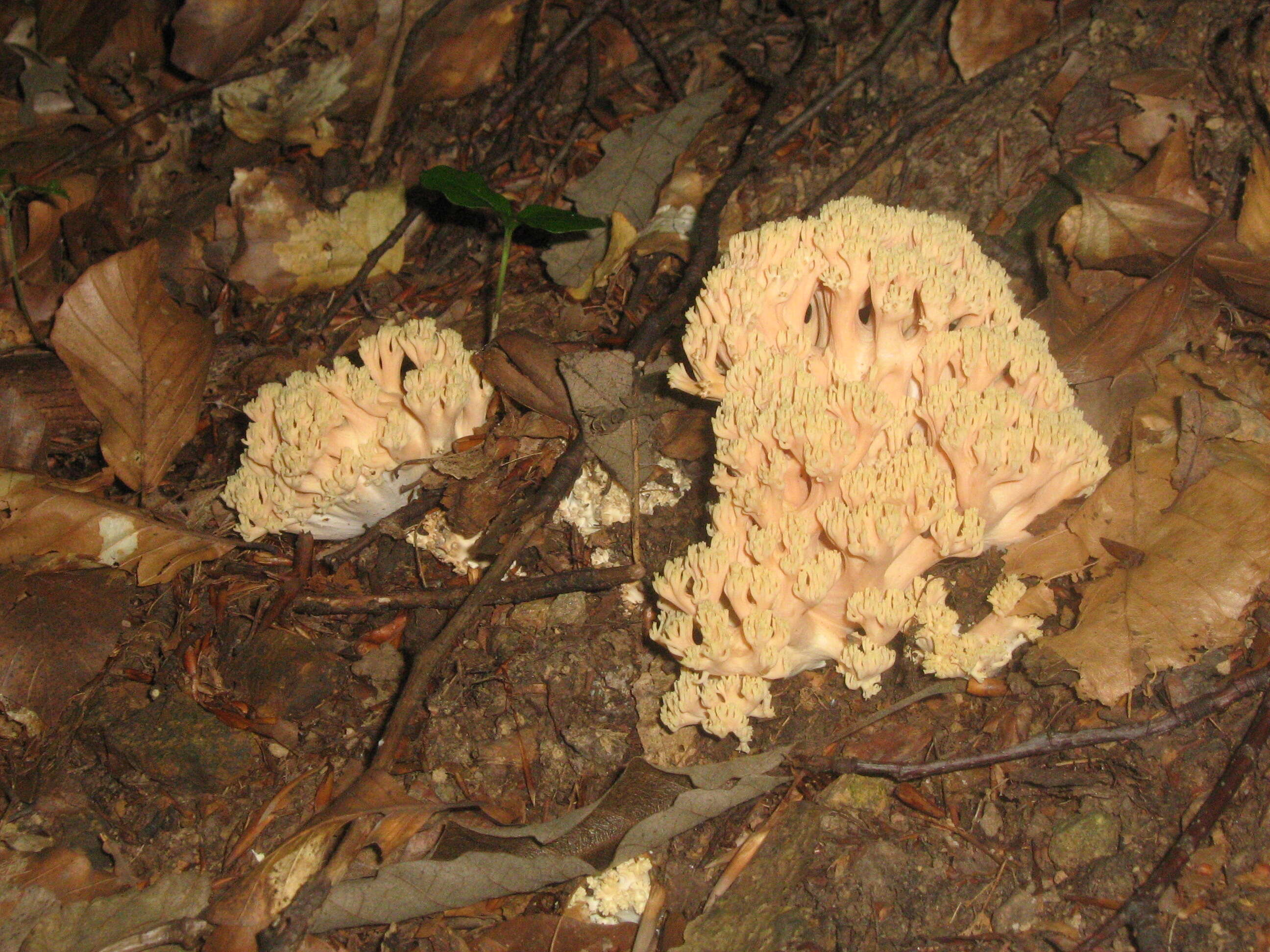 Image of Ramaria flava (Schaeff.) Quél. 1888