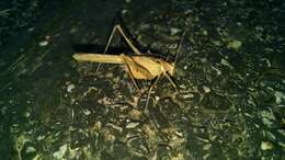 Image of Elegant Bush Katydid