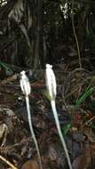 Image of Gastrodia madagascariensis H. Perrier ex Martos & Bytebier