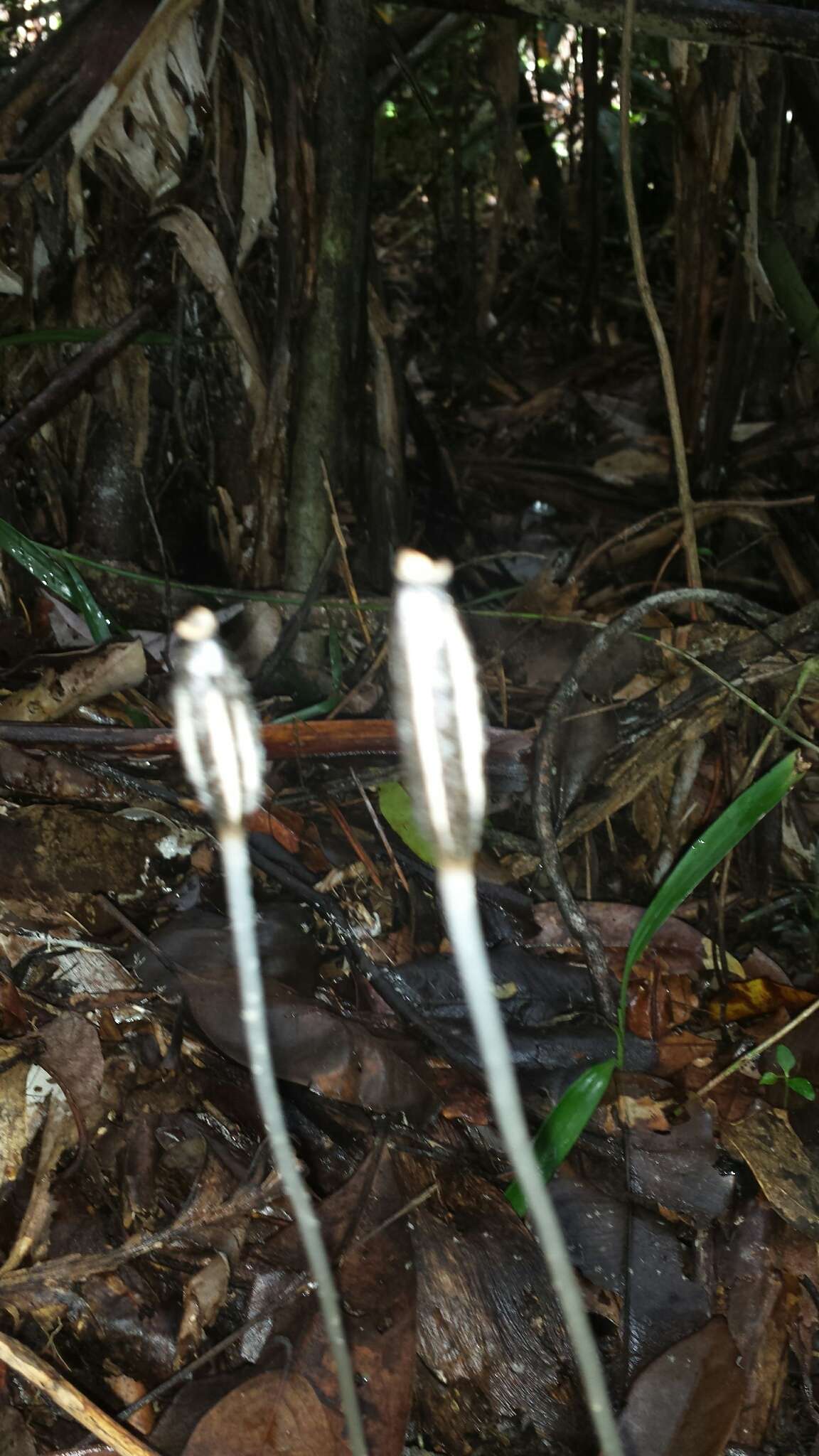 Image of Gastrodia madagascariensis H. Perrier ex Martos & Bytebier