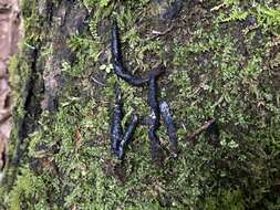 صورة Xylaria cornu-damae (Schwein.) Berk. 1873