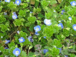 Image of birdeye speedwell