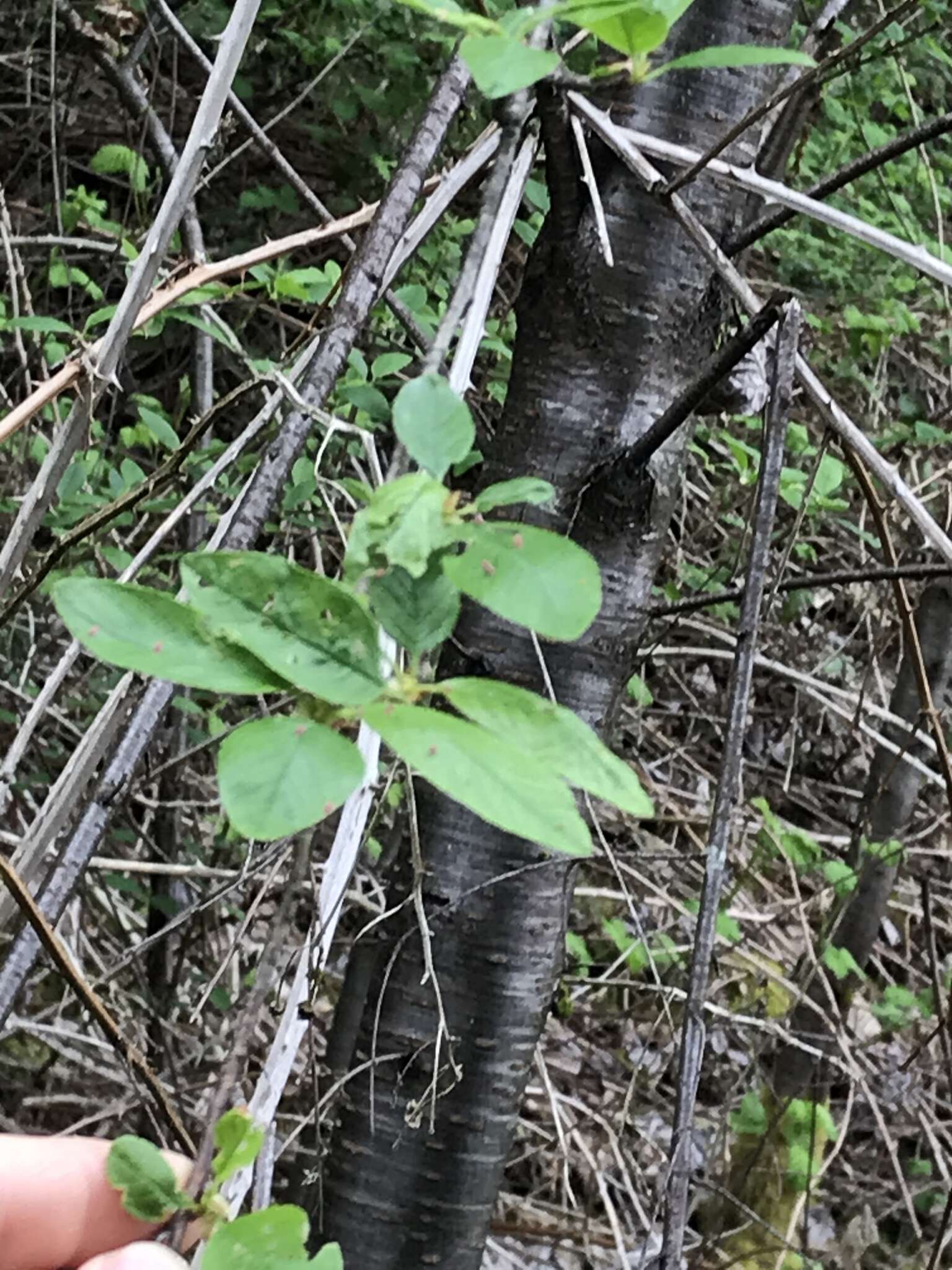 Imagem de Prunus emarginata var. mollis (Dougl.) Brewer