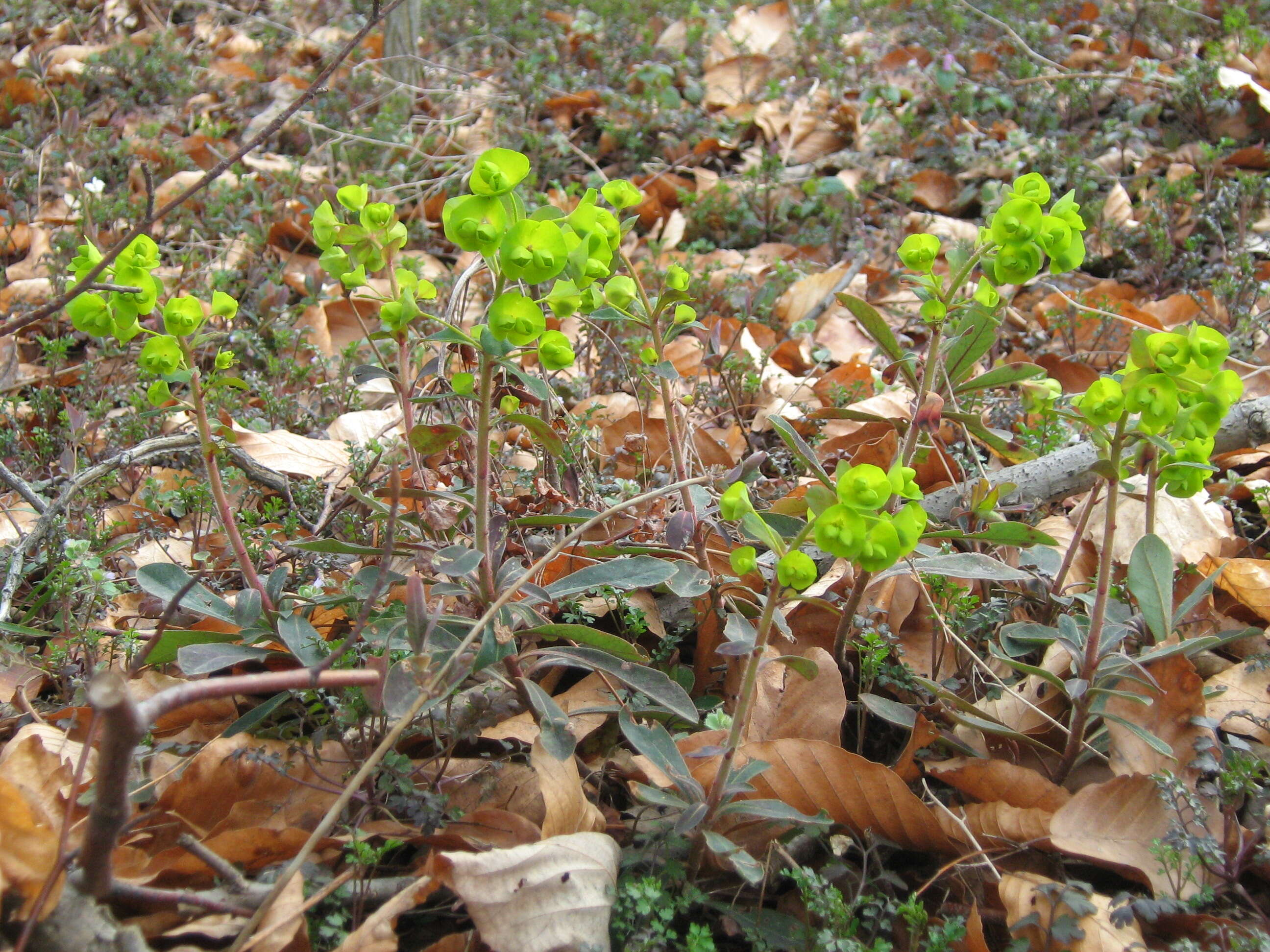 Image of Wood Spurge