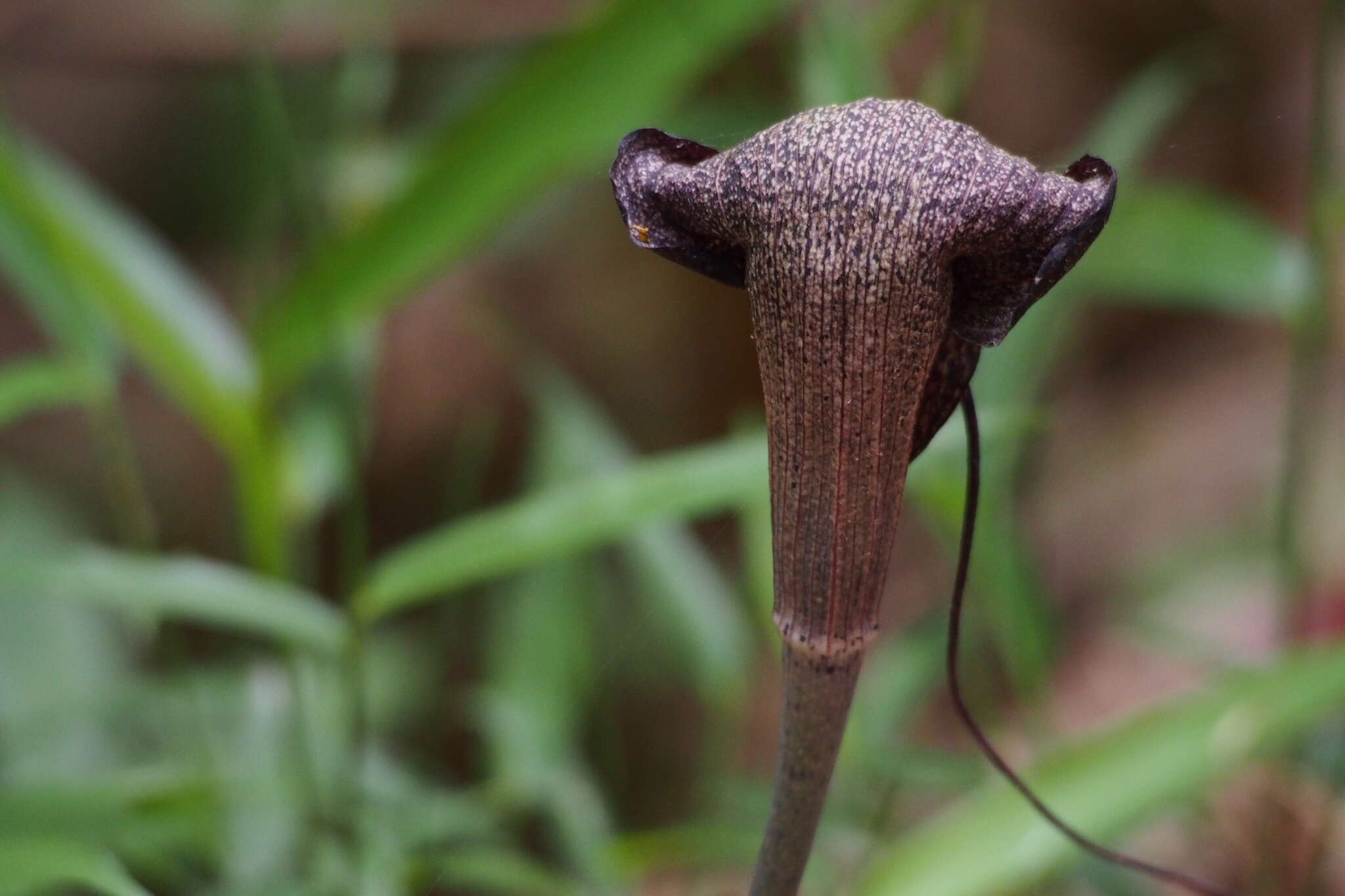 Arisaema thunbergii subsp. urashima (H. Hara) H. Ohashi & J. Murata的圖片