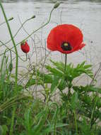 Image of corn poppy