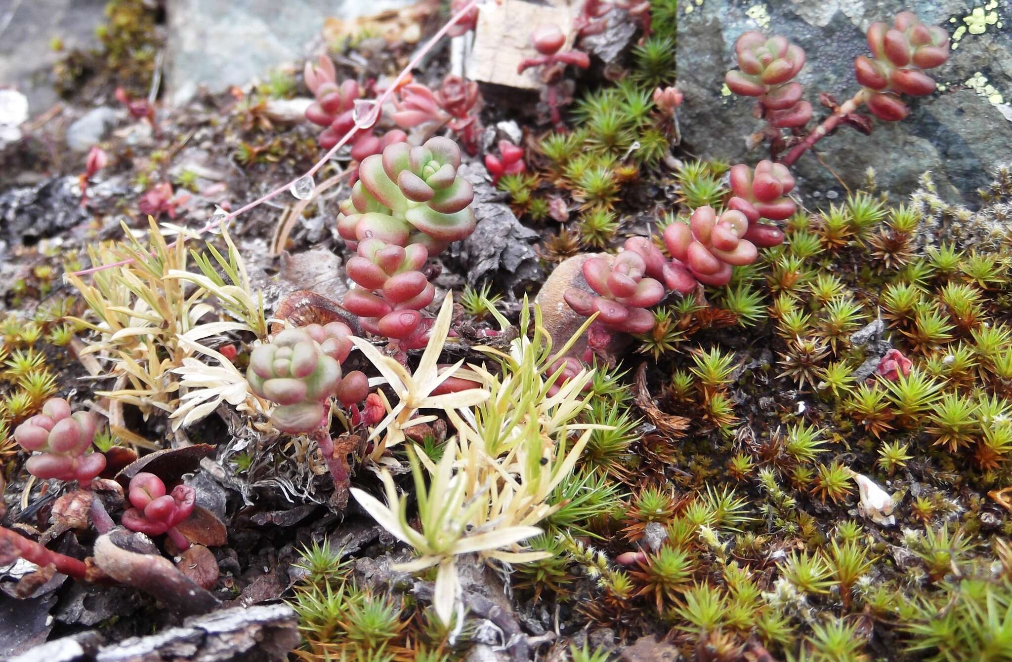 Imagem de Sedum divergens S. Wats.