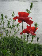 Image of corn poppy