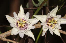 Image of Passiflora colimensis Mast. & Rose ex Rose