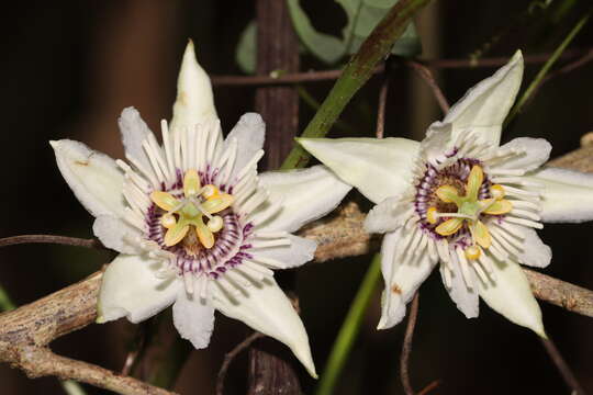 Passiflora colimensis Mast. & Rose ex Rose的圖片