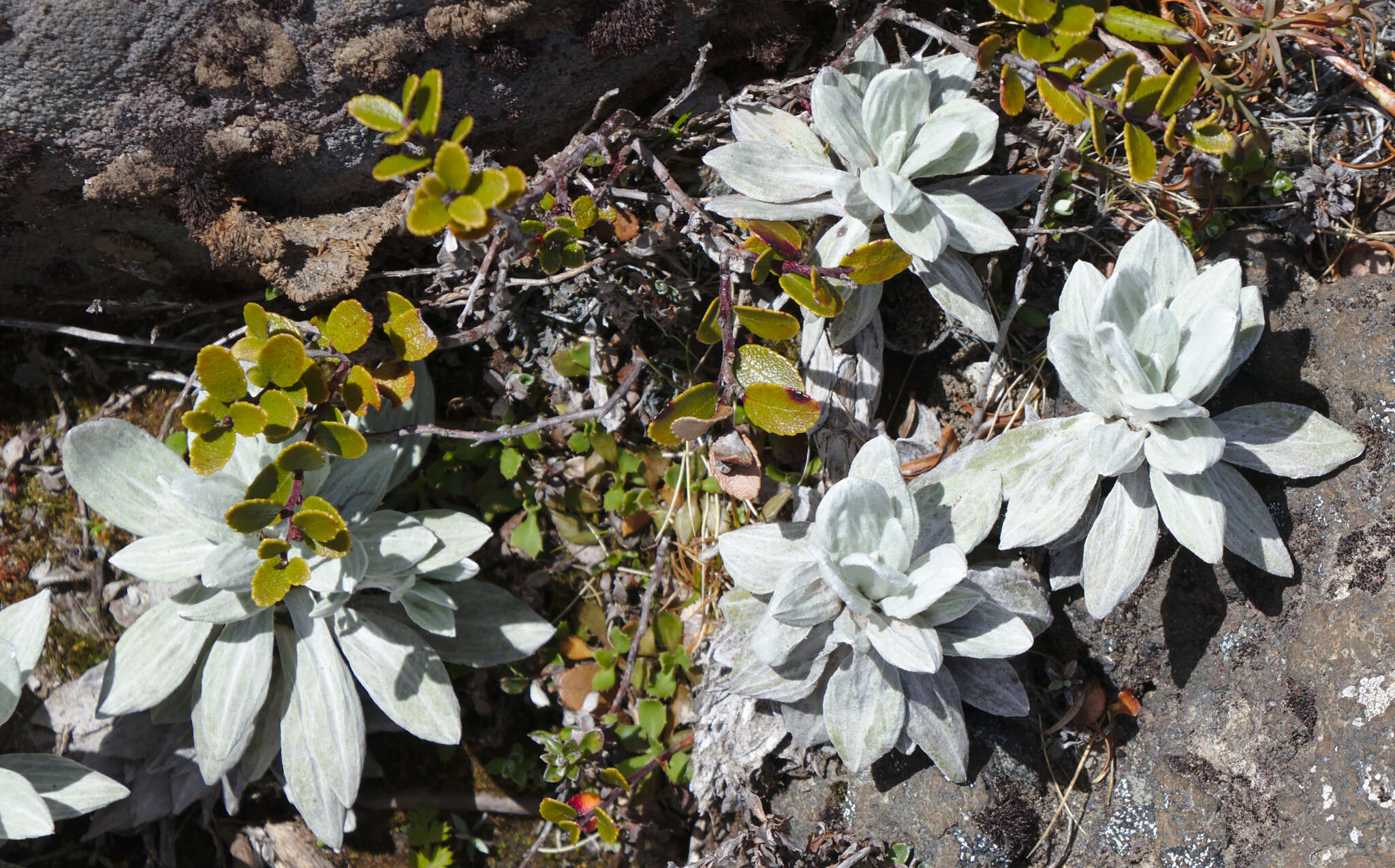 Image of Gaultheria colensoi Hook. fil.