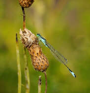 Imagem de Ischnura elegans (Vander Linden 1820)