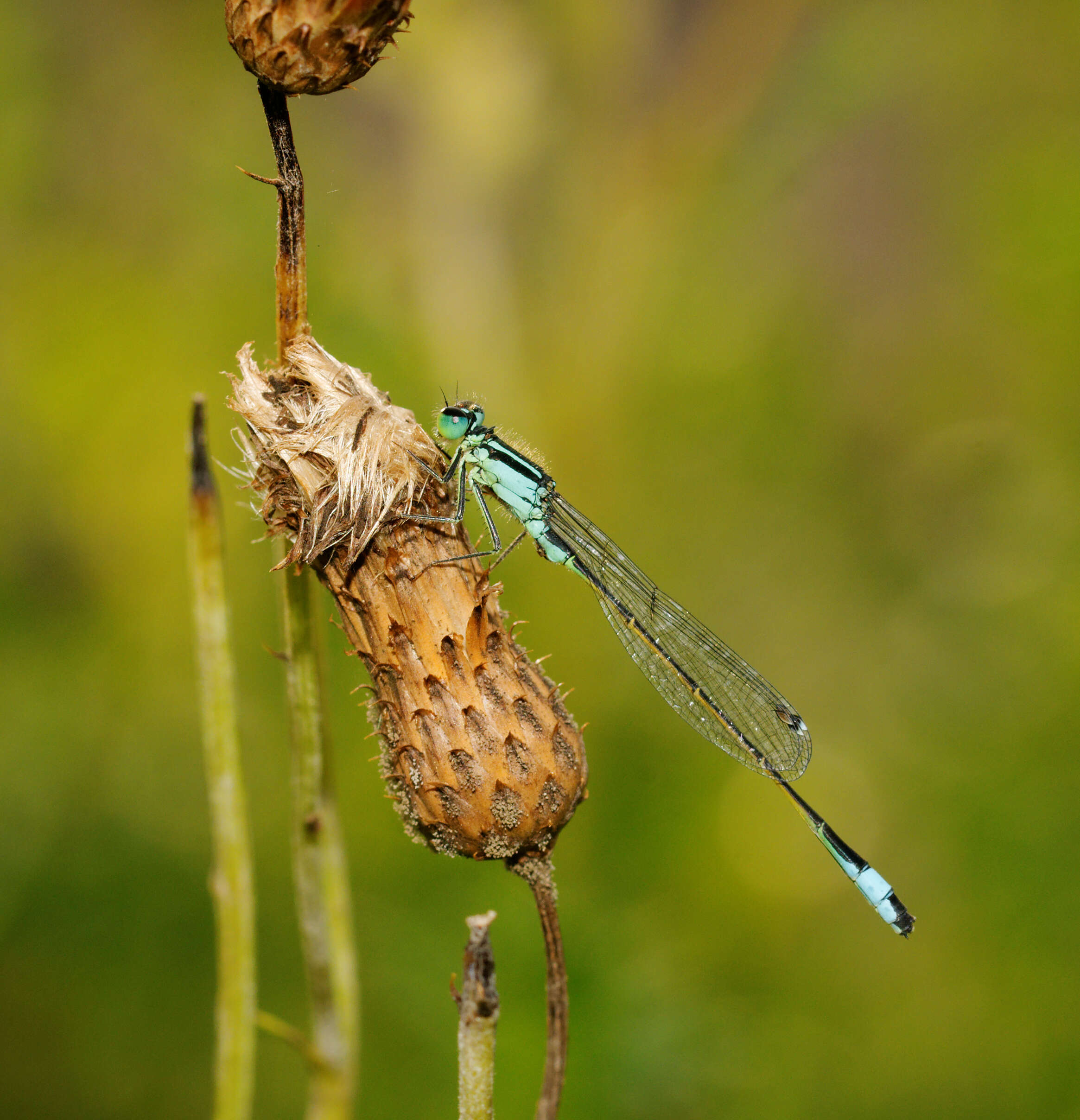 Imagem de Ischnura elegans (Vander Linden 1820)