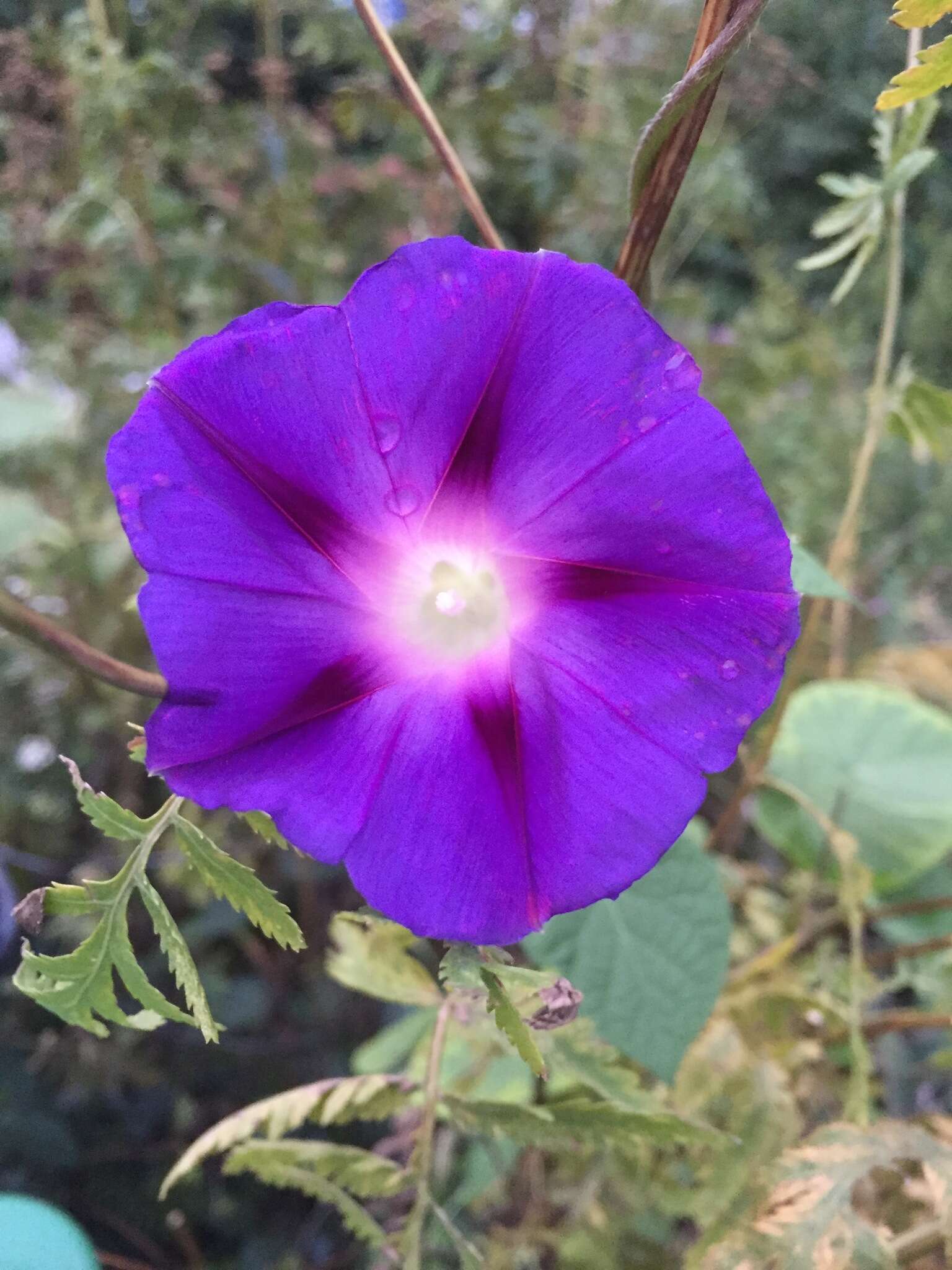 Image of tall morning-glory